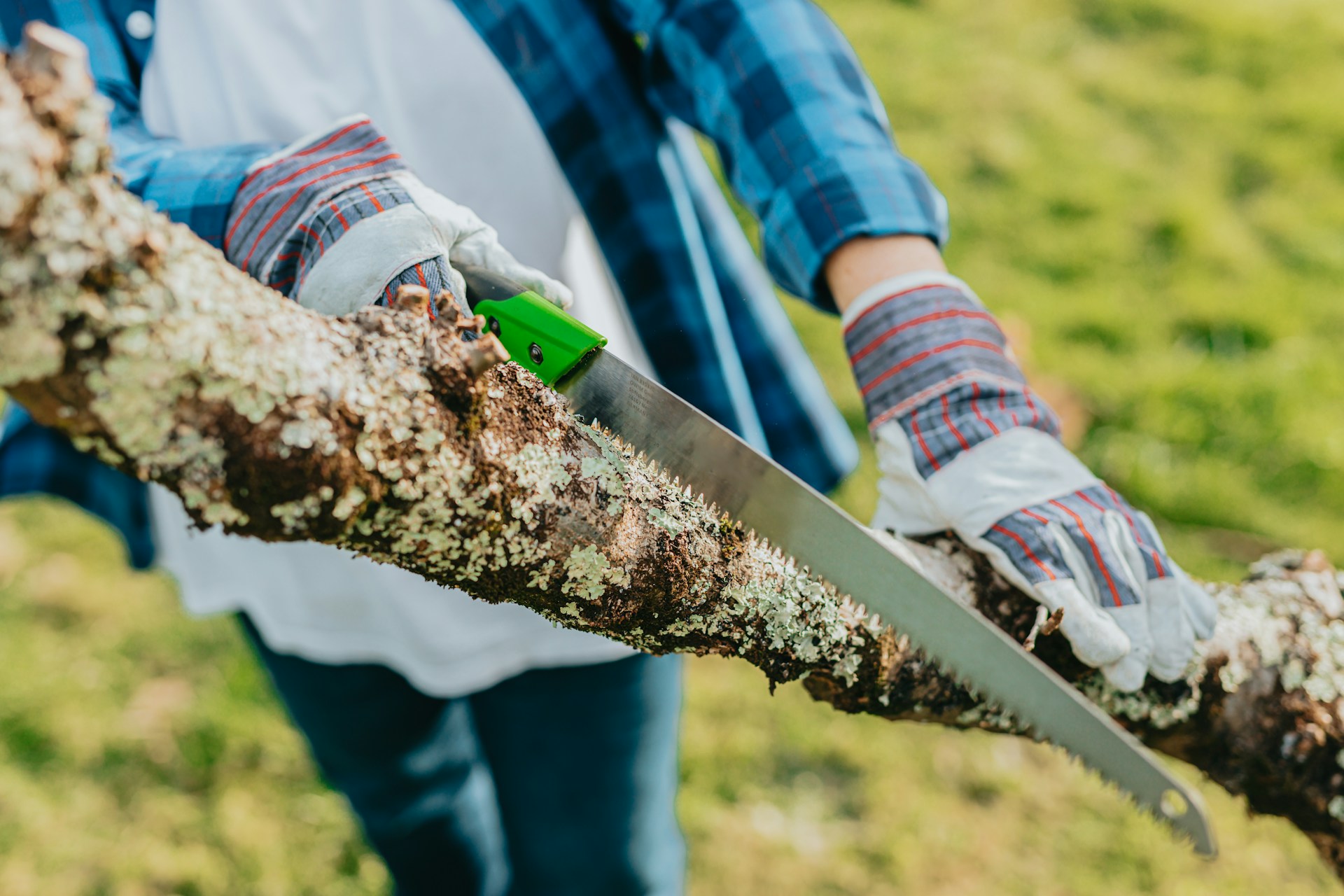 Flump Tree Check In Simple Winter Tree Checks for Austin Homeowners