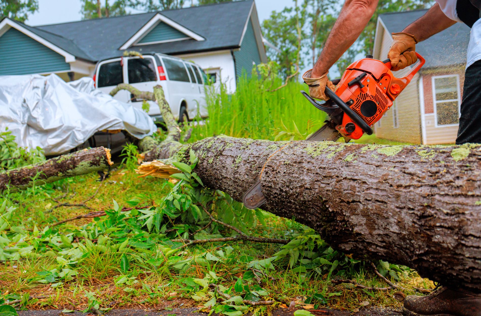 What to Know Before Hiring for Tree Removal in Austin