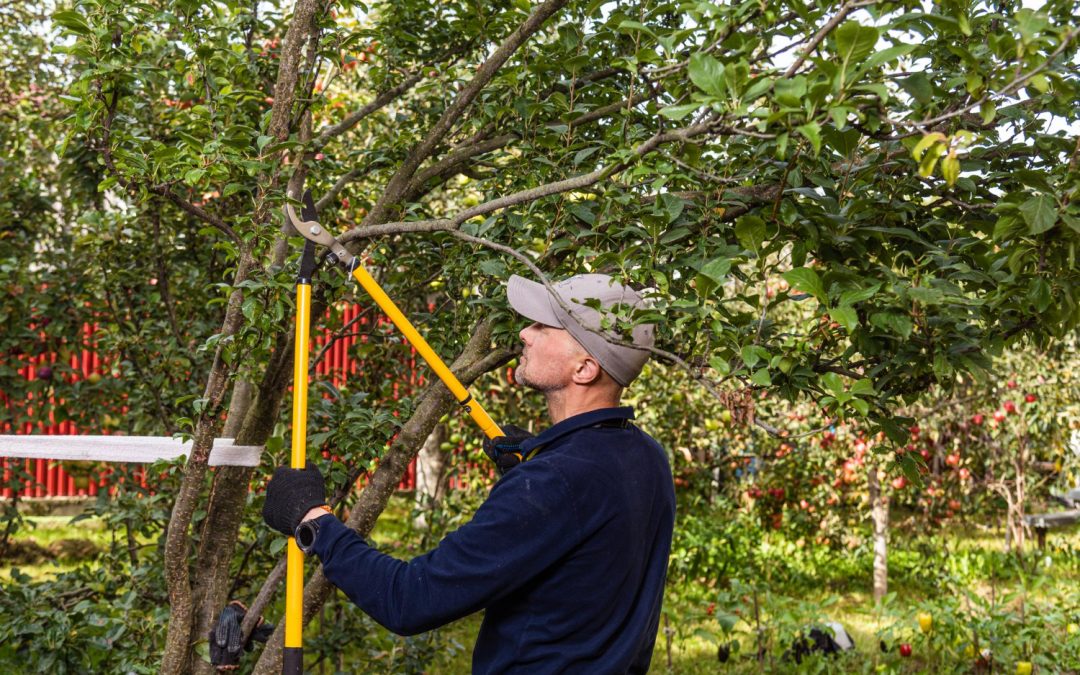 Smart Scheduling for Emergency Tree Service in Austin Yards