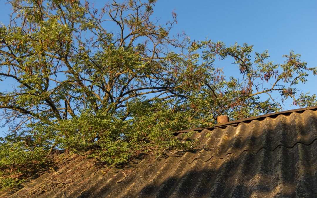 Can Emergency Tree Service in Kyle Prevent Roof Damage?