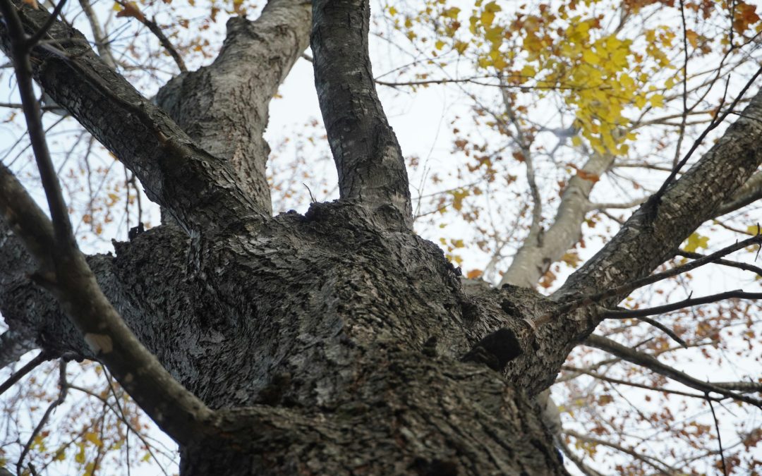 Austin Tree Maintenance ROI: Preventive Pruning vs. Emergency Removal