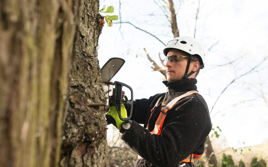 Questions to Ask an Austin Tree Company Before Storm Season