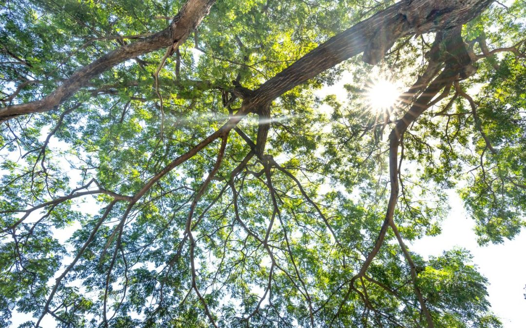 Value of Affordable Tree Service in Kyle During Late-Summer Storms