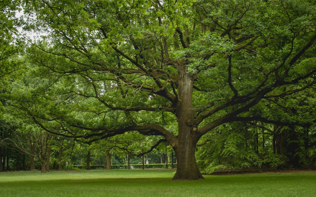 Tree Removal Cost Questions Austin, TX Homeowners Ask Most