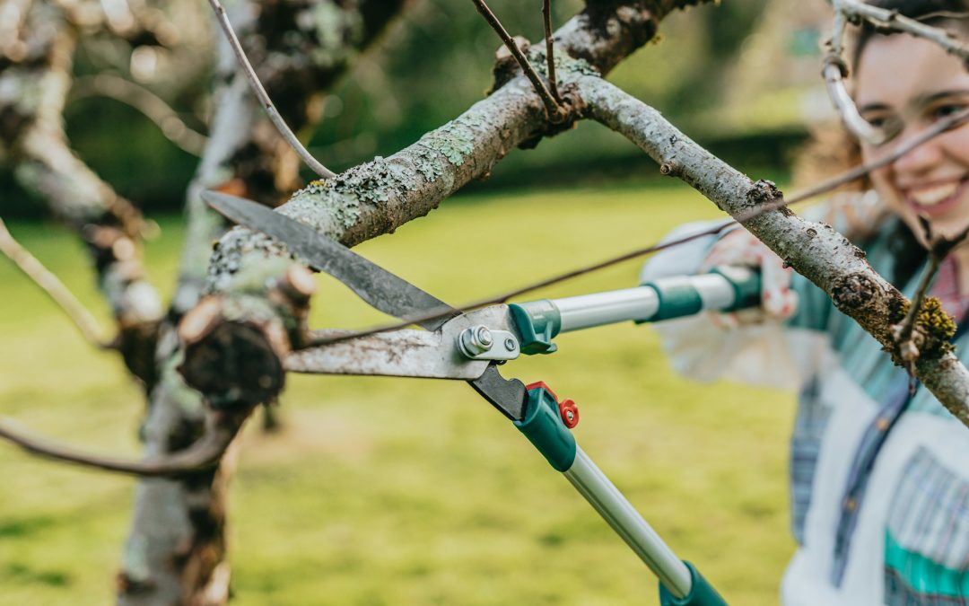 Smart Tree Maintenance in Austin, TX: Planning Ahead for Fall Storms