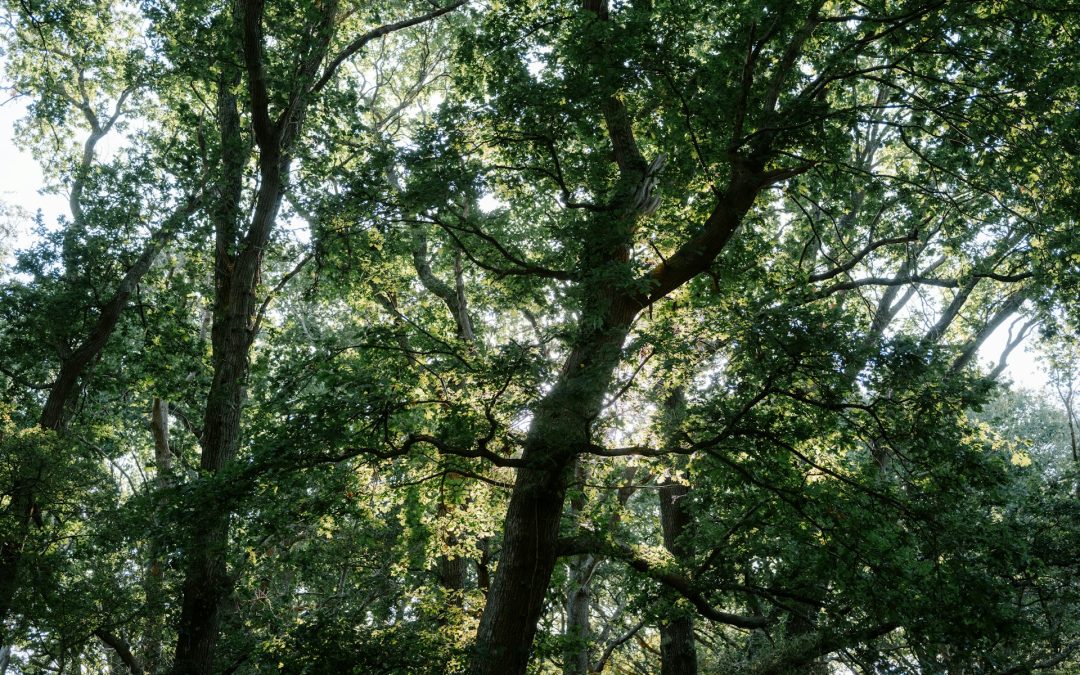 Smart Austin Tree Work Strategies to Protect Home Foundations