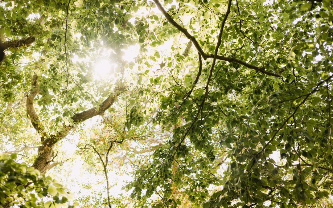 Austin Fall Storm Tree Risk Checklist: Inspect Before Calling Emergency Service