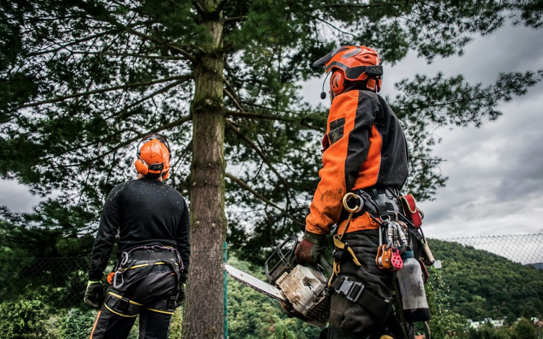 Understanding Tree Removal Austin TX Rules for Backyard Projects